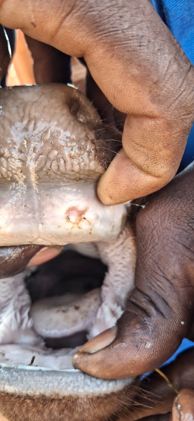 Compact reference image of a livestock mouth lesion condition.