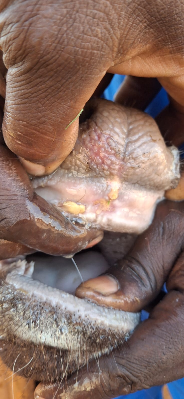 Compact reference image of livestock oral lesion detail.