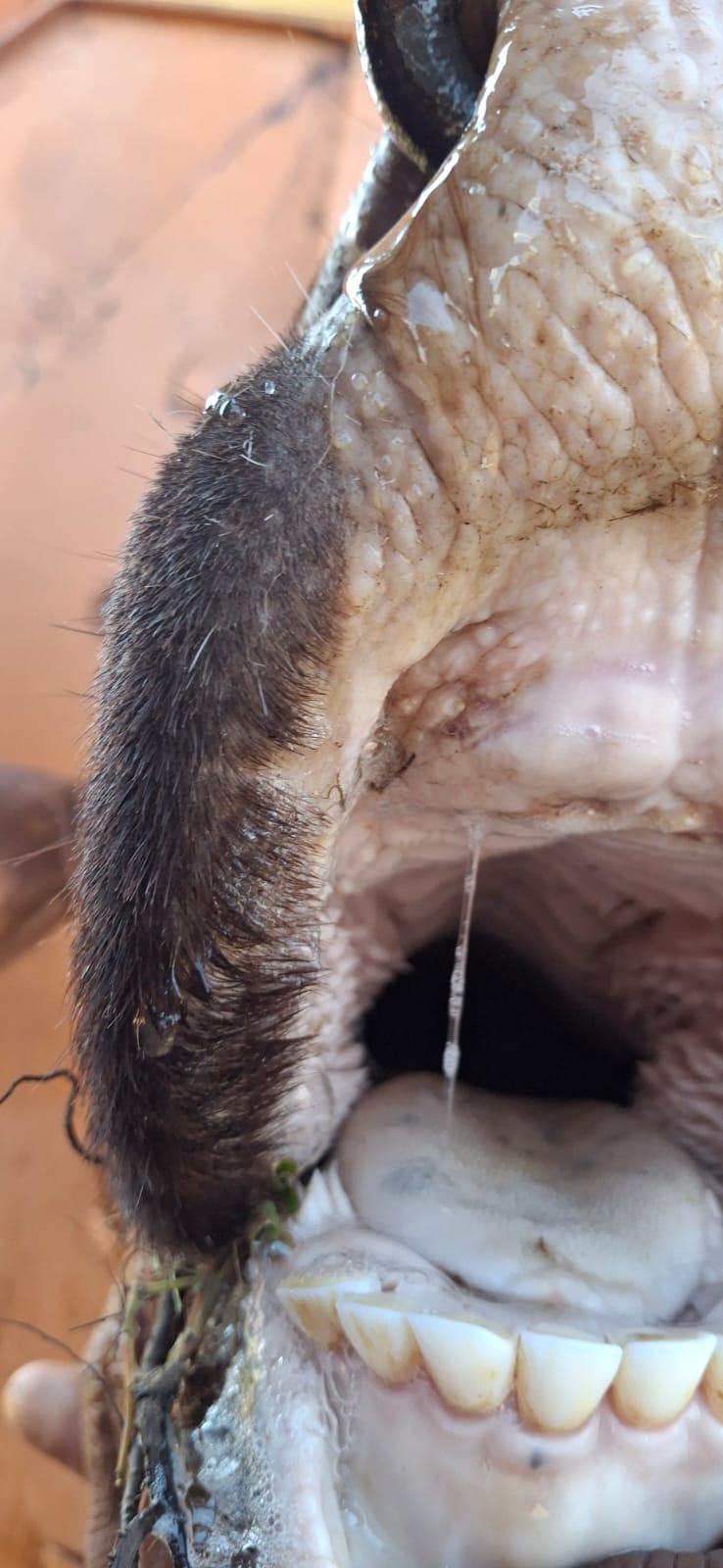 Compact reference image of livestock tissue lesion detail.