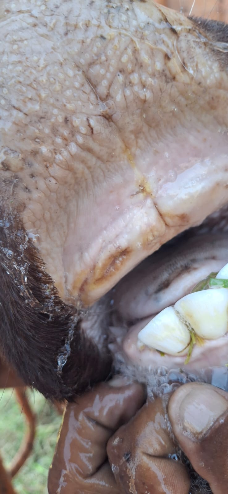 Compact reference image of a livestock mouth examination.