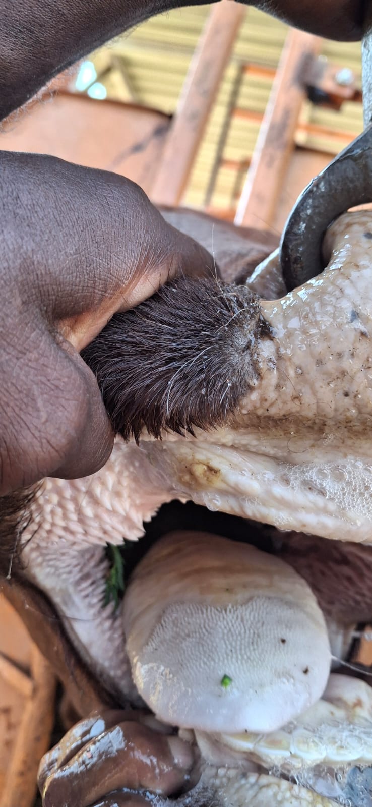 Compact reference image of livestock mouth and tissue condition.