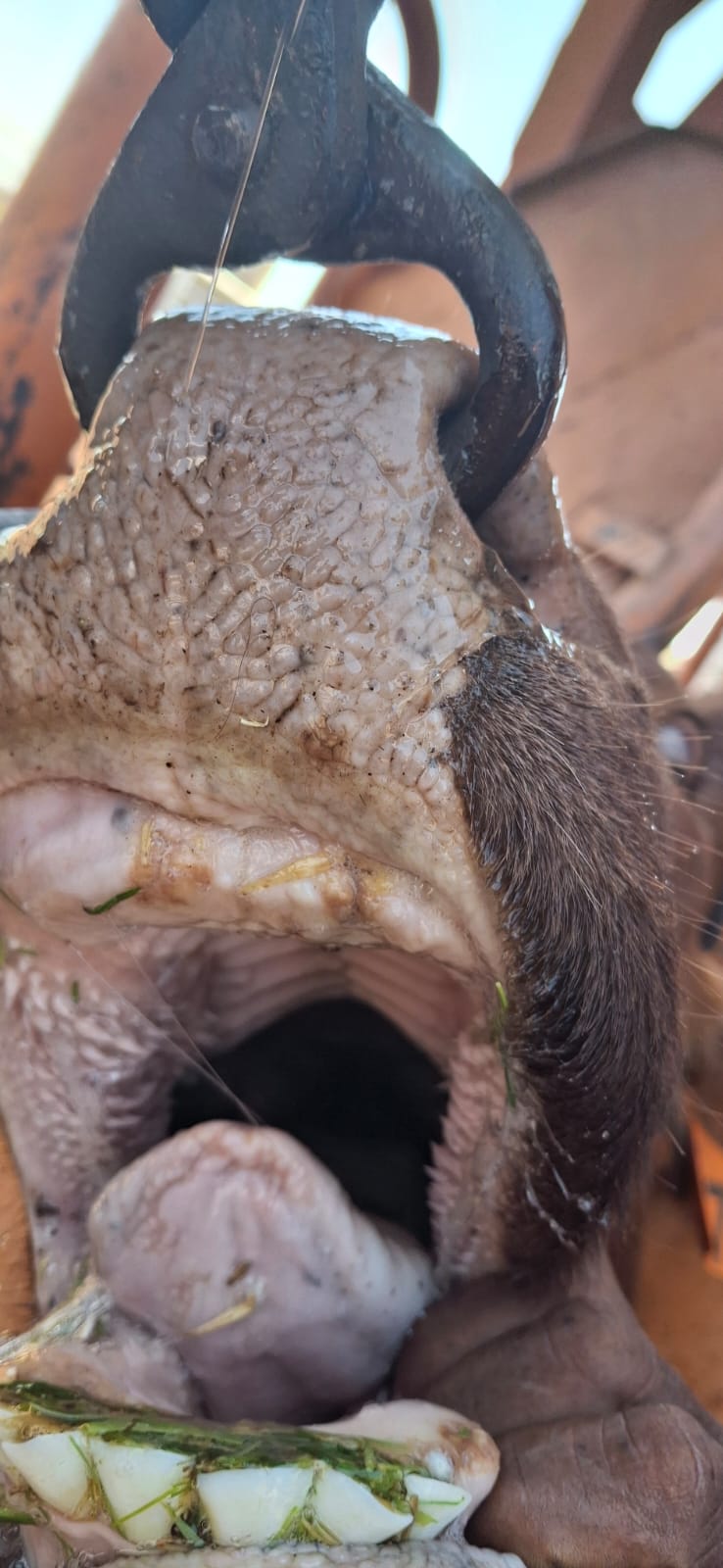 Compact reference image of livestock oral hygiene condition.