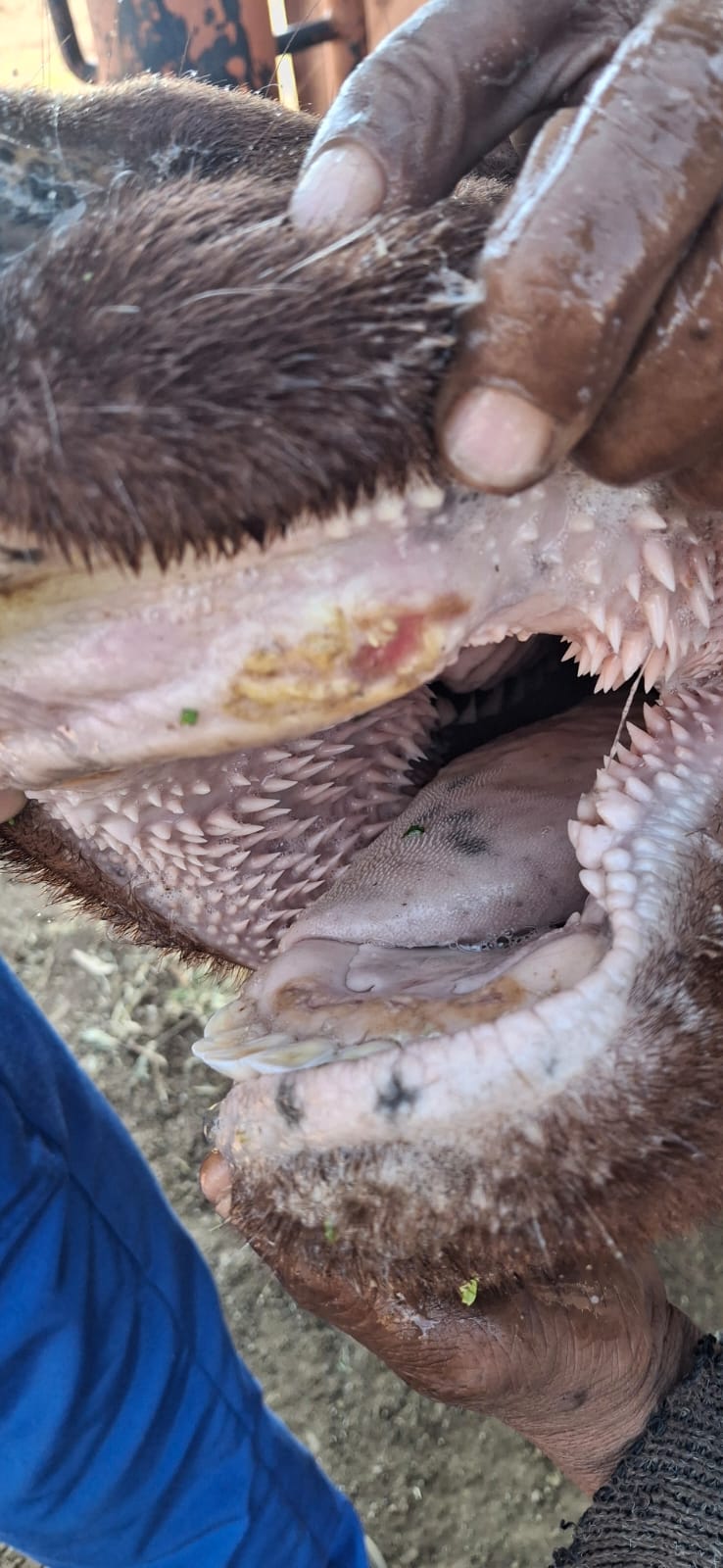 Compact reference image of a livestock mouth interior.