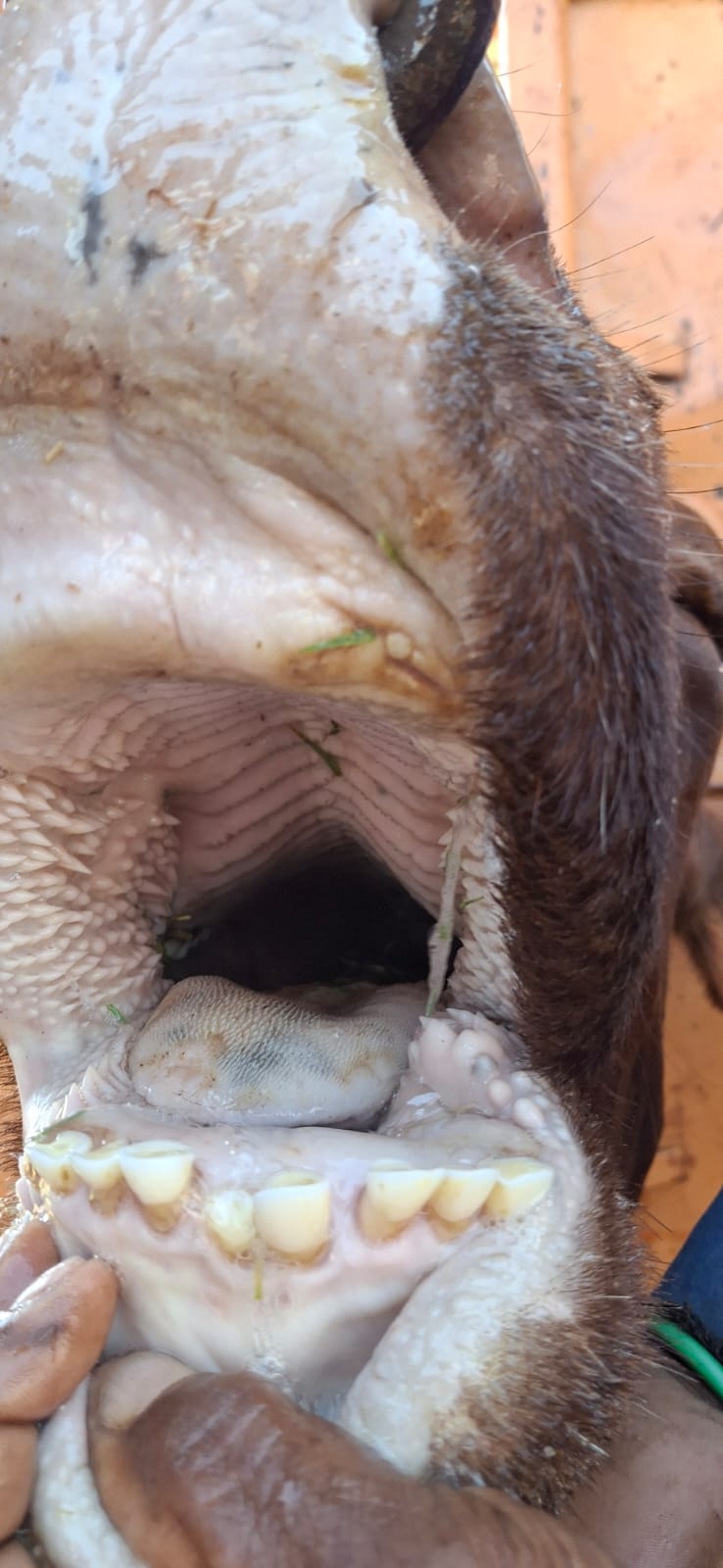 Compact reference image of livestock lesion close-up.